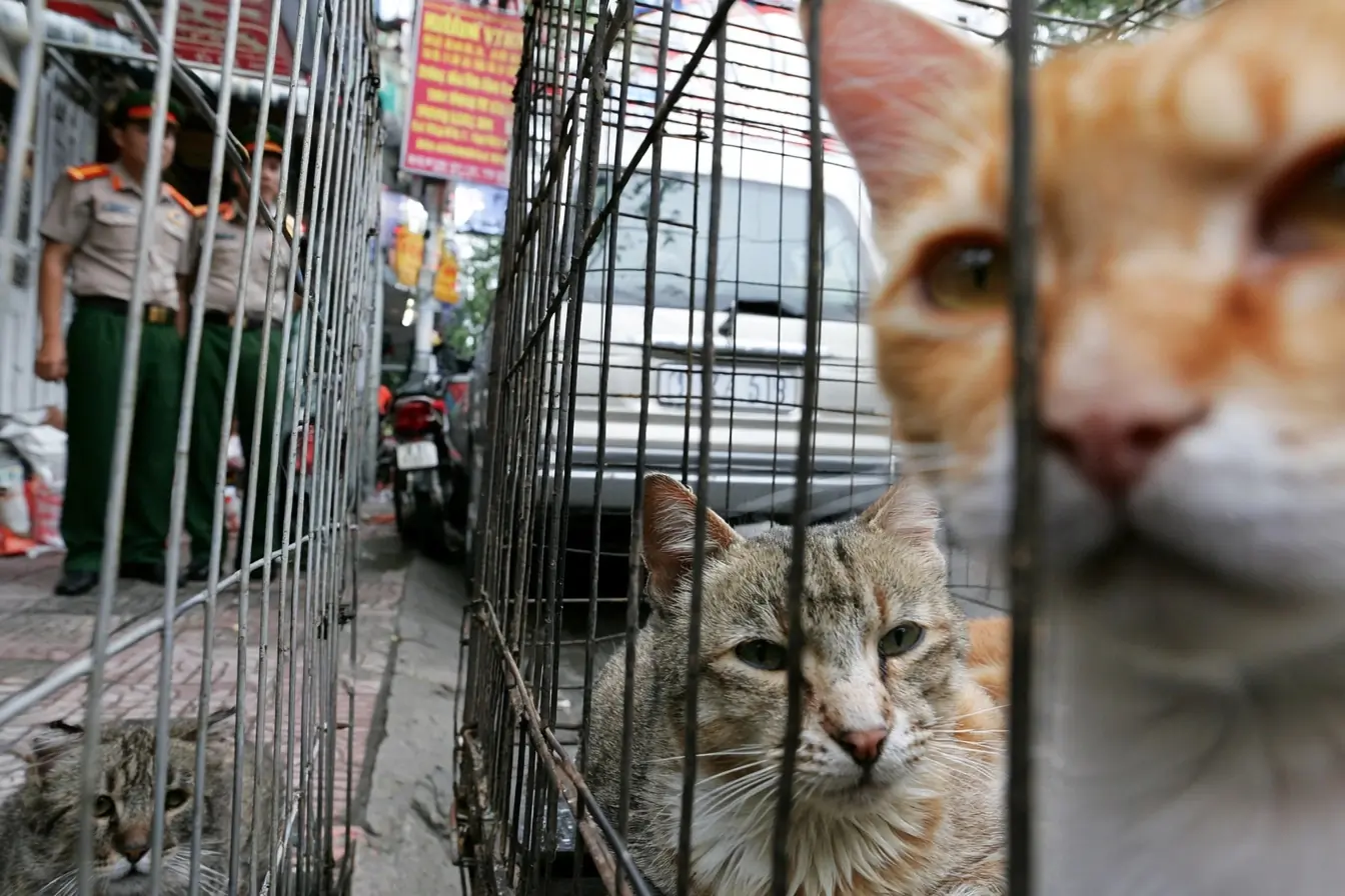 Chats en cage et police au fond