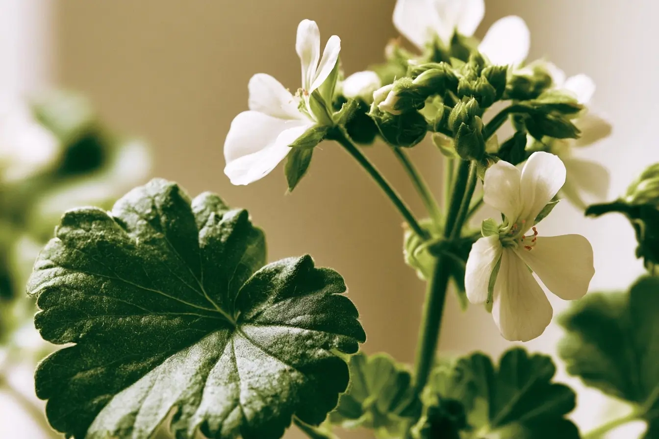 Fleurs blanches et feuilles de géranium