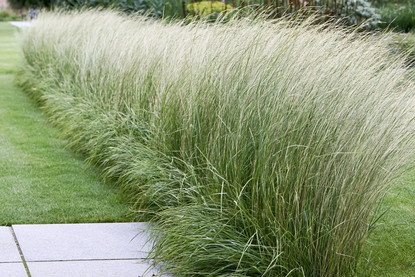 Graminées hautes en limite de jardin