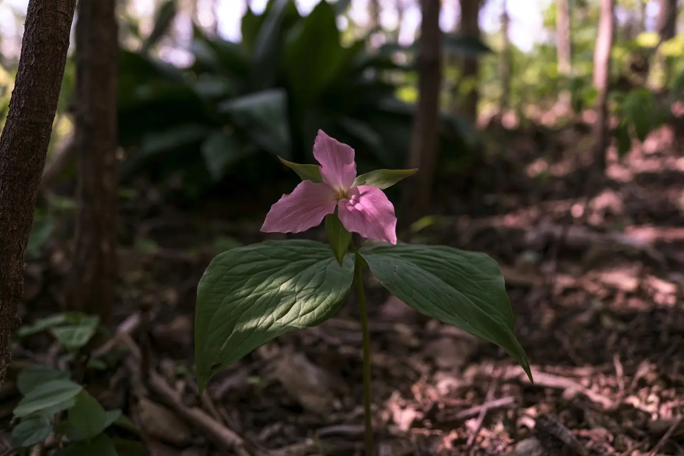 Trillium rose dans un coin très ombragé